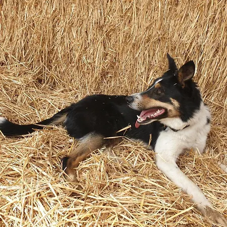 La Ferme Du Chateau De Broich Bed & Breakfast Plombières